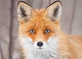 تشخیص پیام یا نشانه های معتبر در محیط‌های فریب‌آمیز; چهارچوبی تحلیلی مبتنی بر نظریه بازی‌ها و منطق تصمیم‌گیری استراتژیک